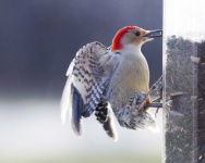 image of woodpecker #5