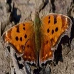 image of animal