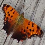 image of animal