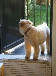 image of soft_coated_wheaten_terrier #3