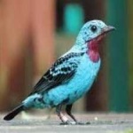 image of bird