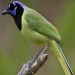 image of green_jay #12