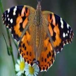 image of painted_butterfly #69