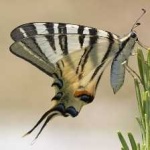 image of animal