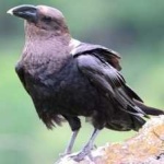 image of bird
