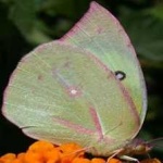 image of animal