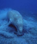 image of dugong