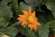 image of flower
