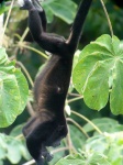 image of howler_monkey