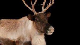 image of reindeer #36