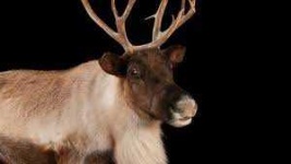 image of animal