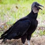 image of bird