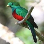 image of bird