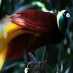 image of bird