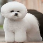 image of animal
