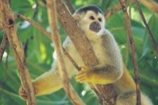 image of titi