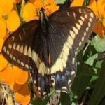 image of animal