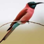image of bird