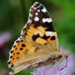 image of animal