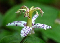 image of flower