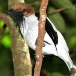 image of bird
