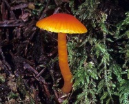 image of agaric