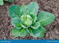 image of damage_to_cabbage_leaves