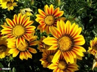 image of flower
