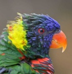 image of lorikeet