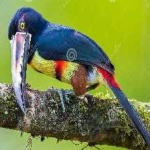 image of bird