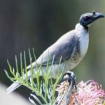 image of bird