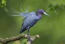 image of heron