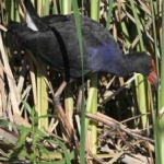 image of bird