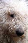 image of komondor