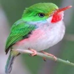 image of bird