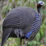 image of bird