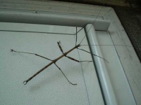image of walking_stick