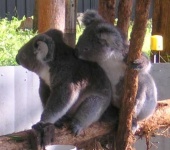 image of koala
