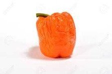 image of biological
