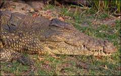 image of african_crocodile