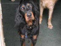 image of gordon_setter