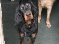 image of gordon_setter #14