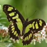 image of animal