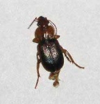 image of ground_beetle #12