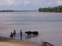 image of water_buffalo