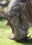 image of warthog
