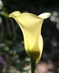 image of flower