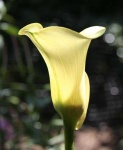 image of giant_white_arum_lily #35