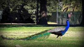 image of peacock