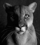image of cougar_face